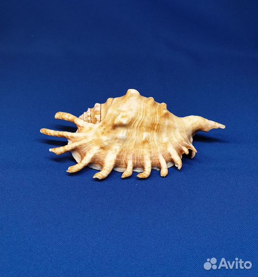 Морские ракушки Ламбис хирагра 23 см