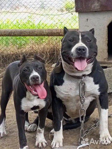 Стаффордширский терьер