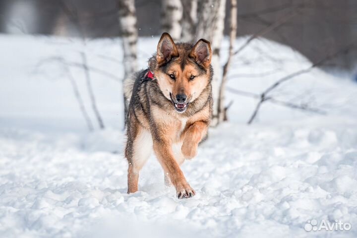 Собака очень скучает без семьи