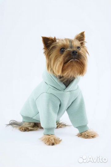 Худи для маленьких собак