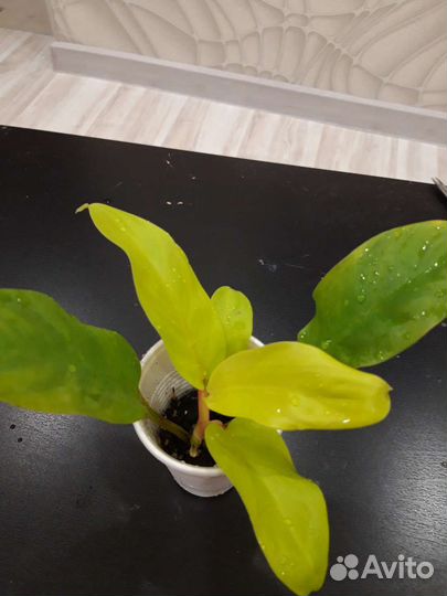 Филодендрон Малай голд, эпипремнум