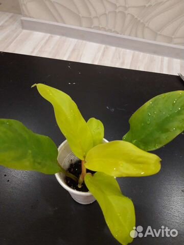 Филодендрон Малай голд, эпипремнум