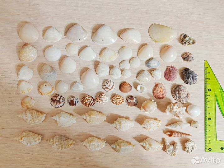 Морские ракушки пакетом (раковины, кораллы, морски