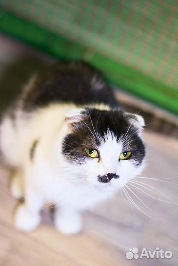 Красивучая вислоушка