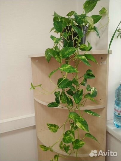 Сциндапсус