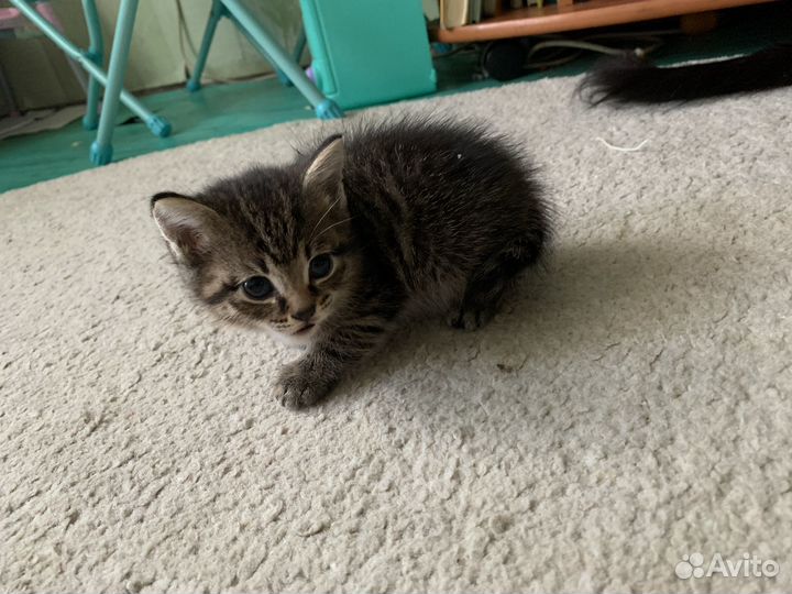 Котенок в добрые руки