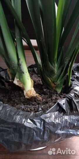 Комнатные цветы кливия