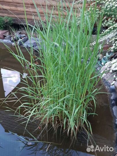 Растения для водоёма