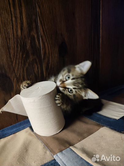 Котенок мальчик