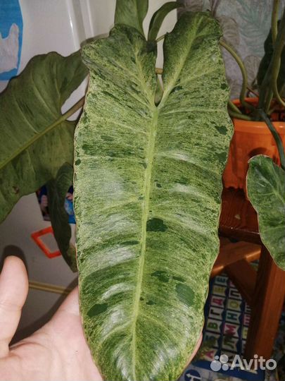 Филодендрон Параисо верде