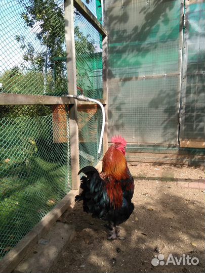 Петух Маран