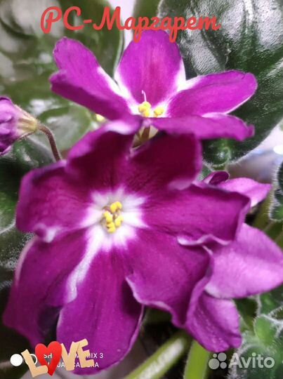 Фиалки сортовые