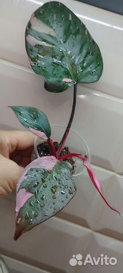 Филодендрон White Wizard и розовая принцесса