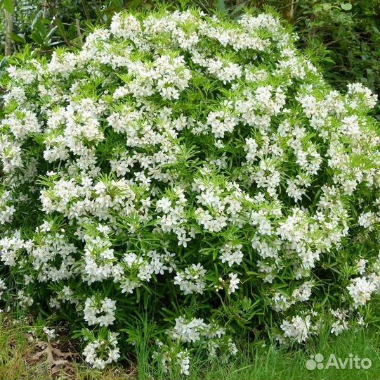 Шуазия Ацтек Перл (1 саженец в горшке 15-20 см)