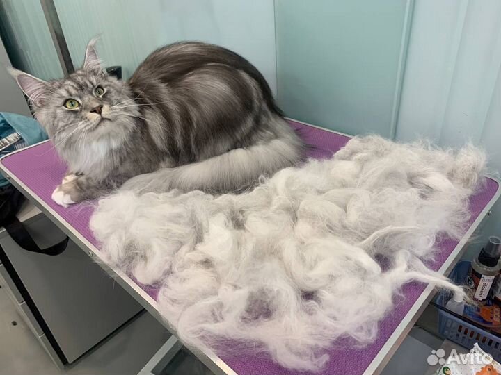 Груминг кошек экспресс-линька