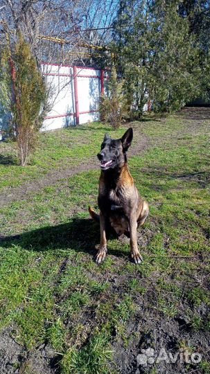 Передержка собак в частном доме