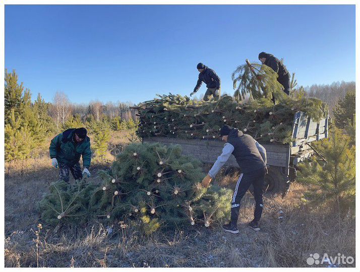 Сосна Новогодняя