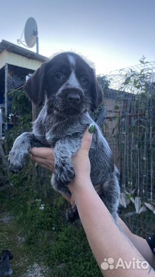 Щенок дратхаара