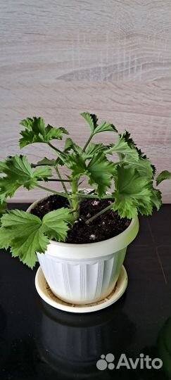 Пеларгония Ангел