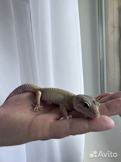 Ящерица эублефар