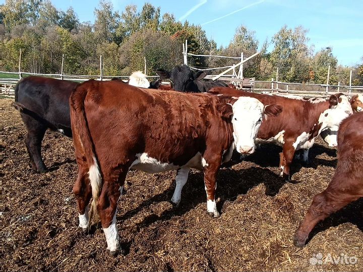 Коровы и телки стельные