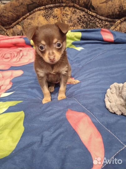 Мини той-терьер щенки