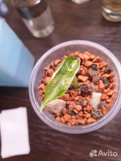 Алоказия Фрайдек Вар