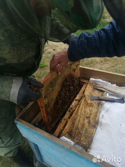 Пчелы и улья, пасека