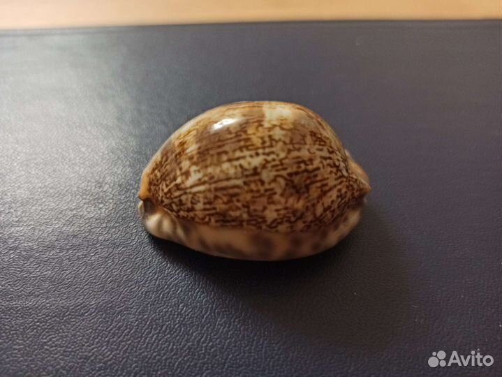 Морская раковина