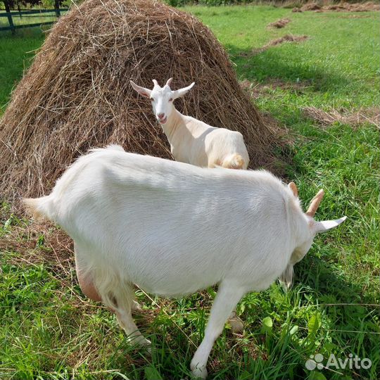 Козий творог, сыр мягкий, без запаха