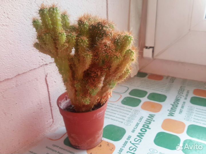 Коралловый мини кактус