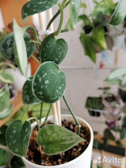 Сциндапсус Пиктус