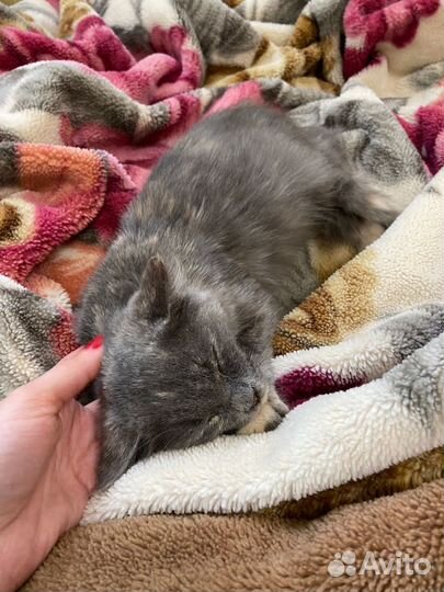 Котенок в добрые руки