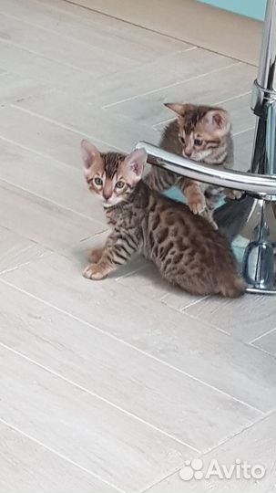 Бенгальские котята