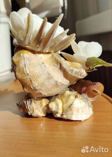 Декор Ракушки