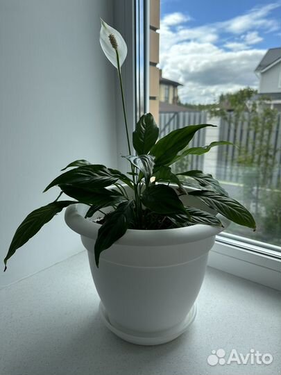 Спатифиллум