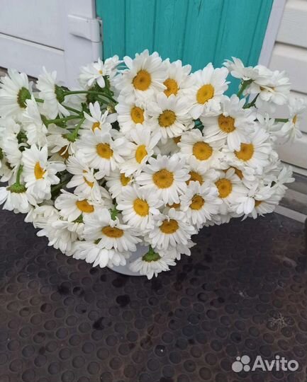 Букет Ромашек