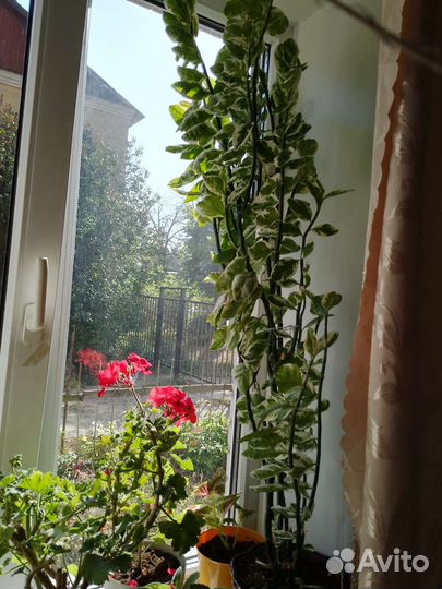 Комнатные цветы