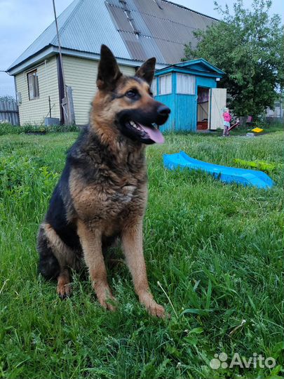 Немецкая овчарка
