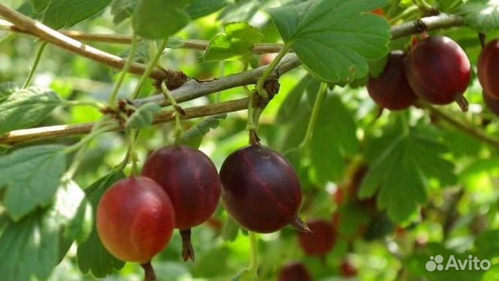 Саженцы Крыжовник, смородина, слива