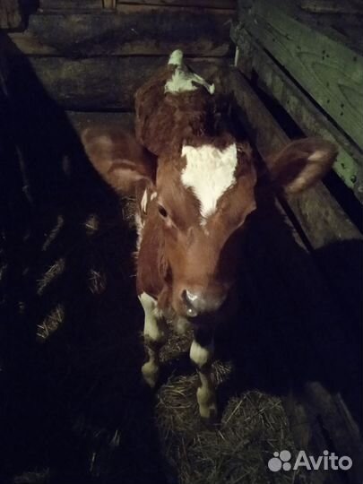 Телёнок (тёлочка)