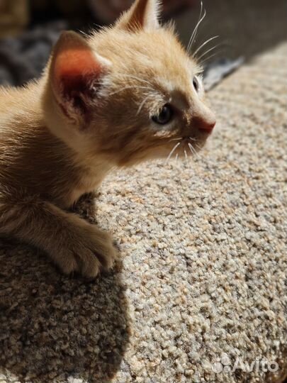 Кошки в добрые руки