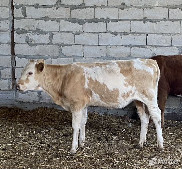 Продаются телочки