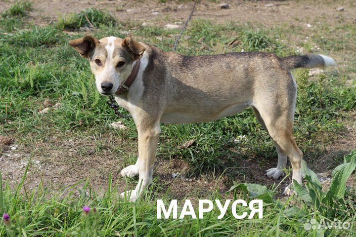 Собака в добрые руки