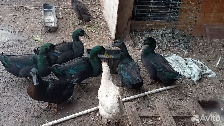 Инкубационное яйцо утки Каюги