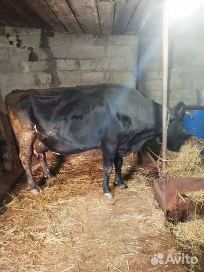 Продается дойная корова