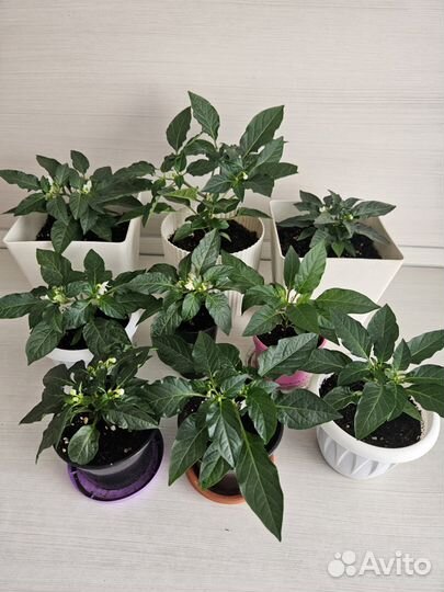 Перец острый комнатный многолетний