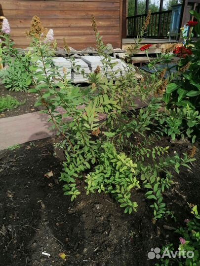 Спирея дуглас