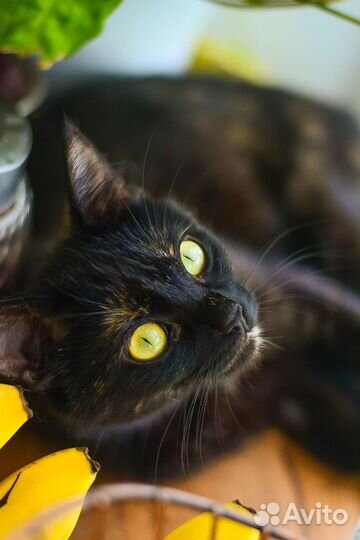 Изящная кошечка в добрые руки