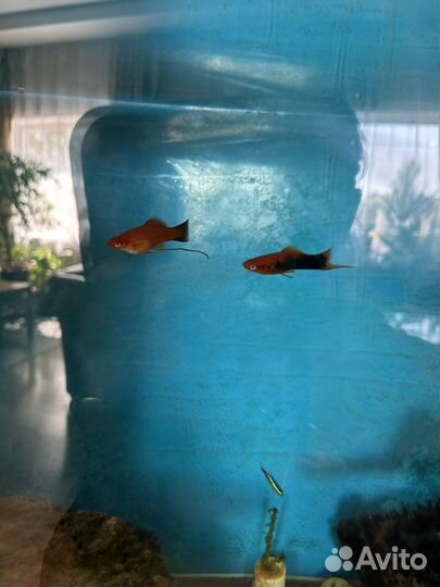 Аквариум